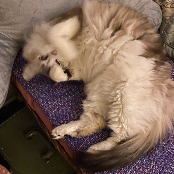 Curious Cat Lives Here - Picture 11 of 16